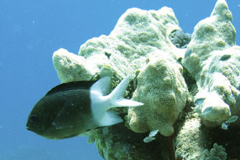 Acanthochromis polyacanthus